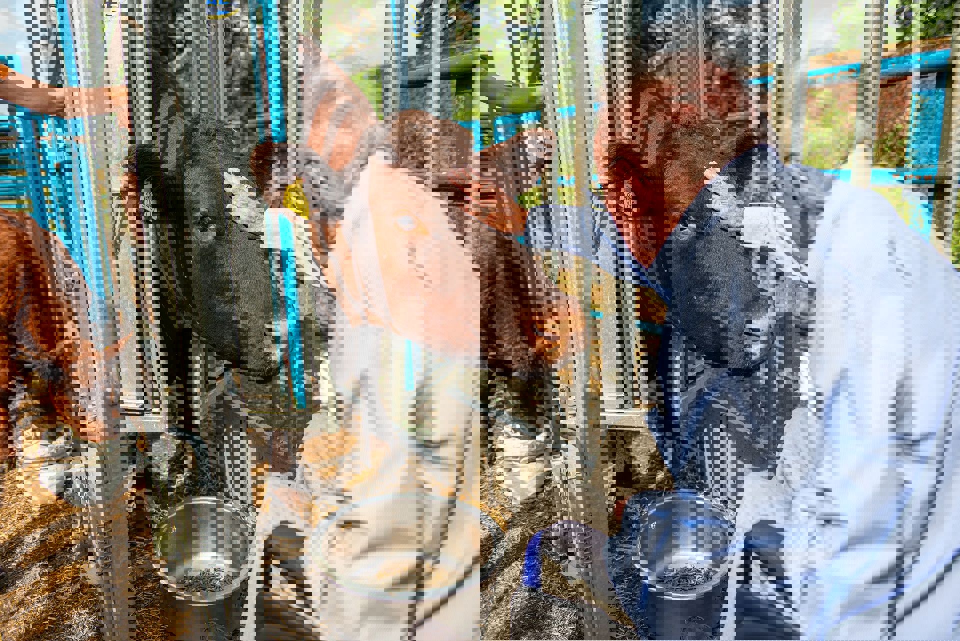 Client petting a cow